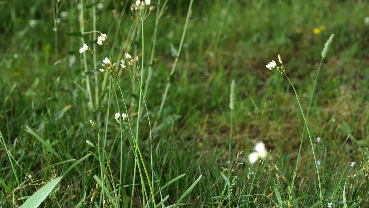 Get It Growing: How to remove fragrant false garlic 
